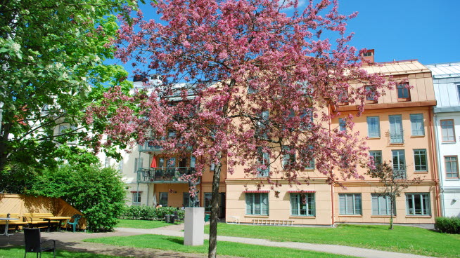 Blommande körsbärsträd utanför Salla.