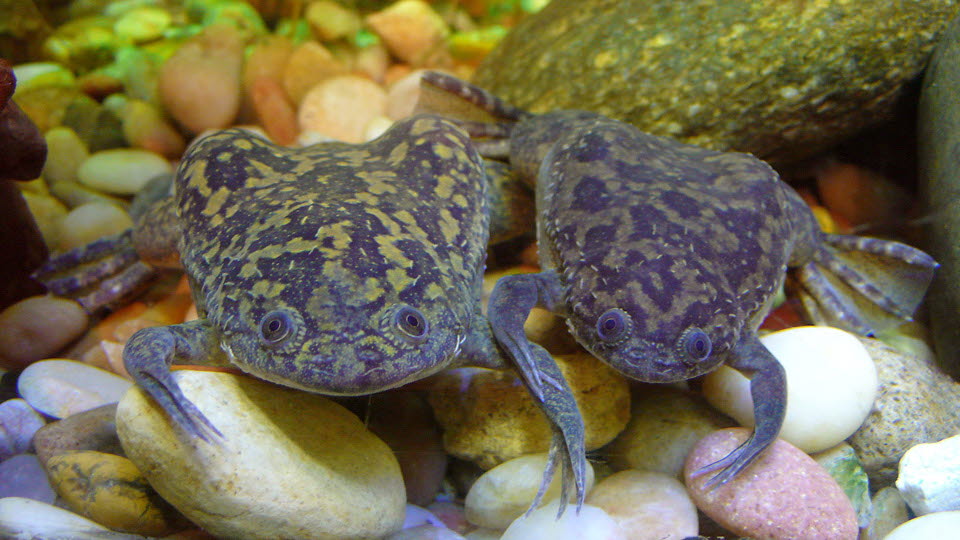 Afrikansk klogroda (Xenopus laevis)