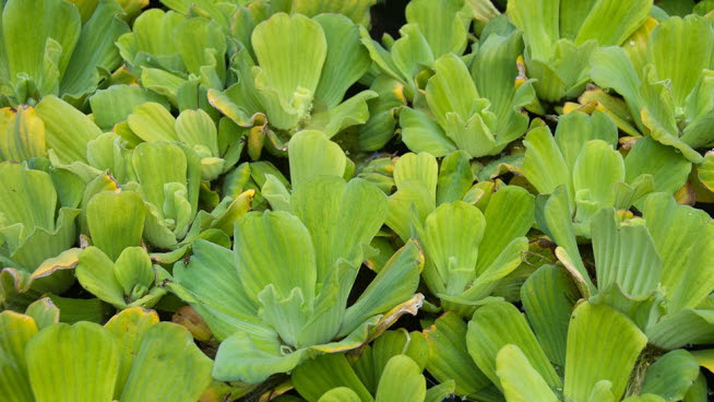 Musselblomma, Pistia stratiotes