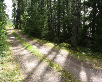 Bild på en väg i en skog