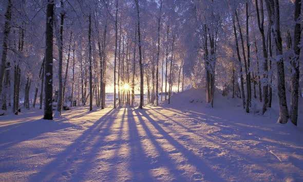 Vinterträd i solsken