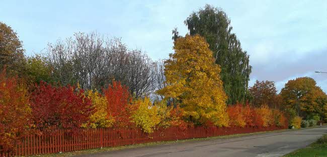 Höstfärgade löv på träd och buskar