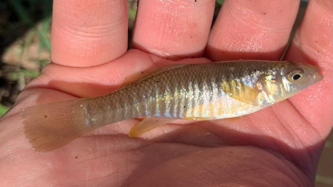 Mummichog, Fundulus heteroclitus