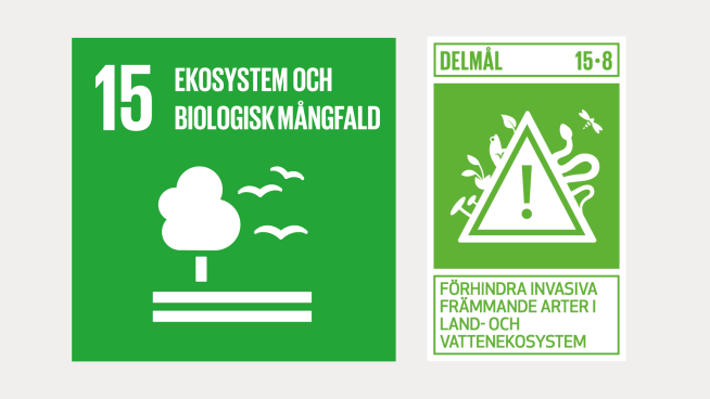 Mål nummer 15 för de Globala målen omfattar ekosystem och biologisk mångfald, där delmålet 15.8 handlar om att förhindra spridningen av invasiva arter.