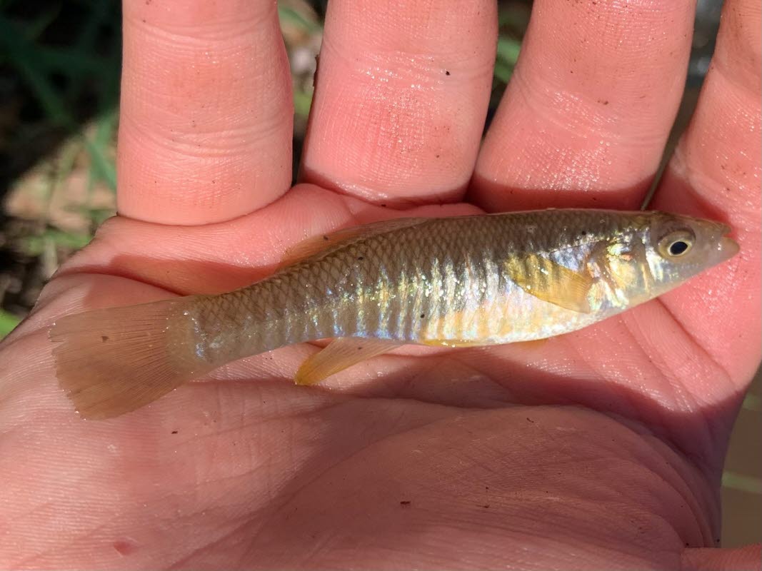 Mummichog, Fundulus heteroclitus