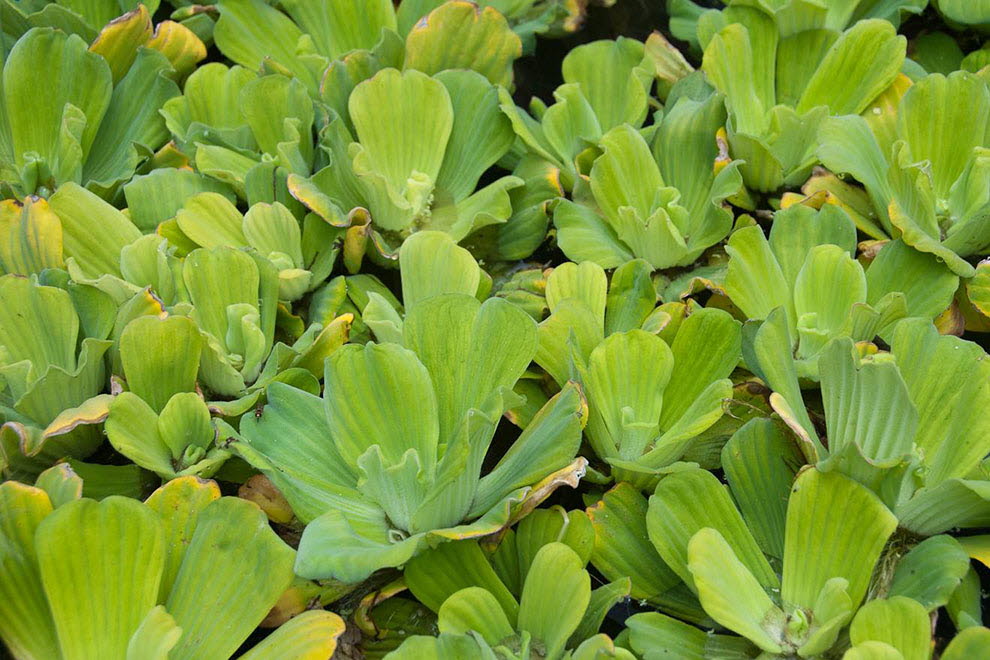 Musselblomma, Pistia stratiotes